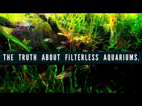 3rd YouTube video about how long can an axolotl go without a filter