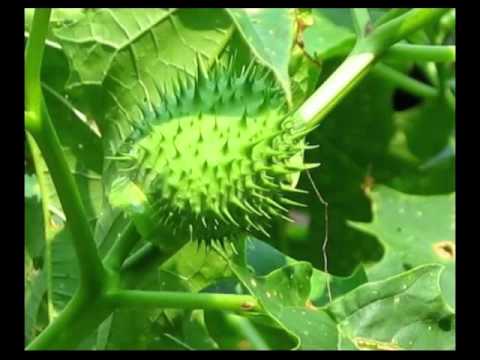 Jimson Weed Health Benefits