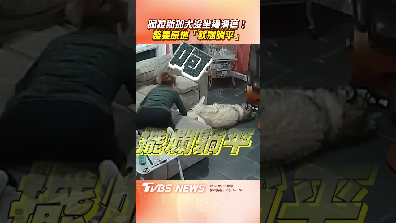 影音/阿拉斯加犬沒坐穩「滑落沙發」 原地秒「軟爛躺平」不想努力