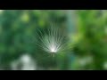 Fadna Shape Up Tea TV Commercial Amanda Edirisinghe