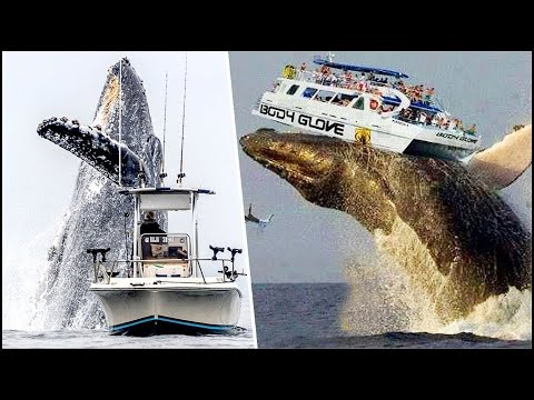 Huge whales attack ships... Incredible! - 20 Biggest Whales Caught on Video