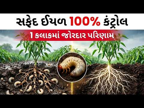 વરસાદમાં ખતરનાક જીવાત સફેદ લટ 100% નિયંત્રણ | White Grub Control