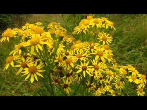 KEEP SILENT IN SENSITVE ISSUES: IMAM IBN HAZM