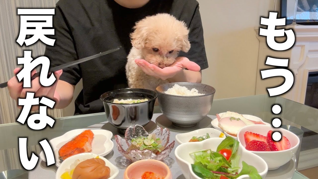 【帰省】実家生活から戻れなくなった犬と独身男／トイプードル