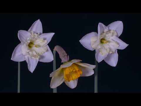 The Most Beautiful Flowers Collection  | 4K Ultra HD | Nature Relaxation Video