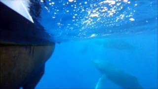 Maui newborn humpback whale with Reeltime Travelers Little Bird of Heaven