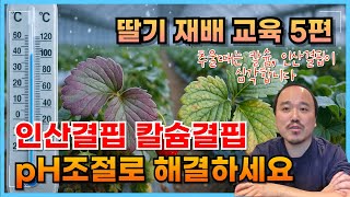 겨울철 딸기재배시 인산결핍과 칼슘결핍을 방지하는 방법 (pH를 조절하세요!) | 딸기 재배교육 5편 | 농사…