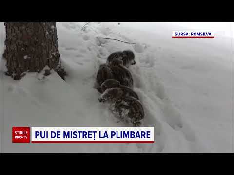 Cinci pui de mistreț la plimbare printr-o pădure din Suceava, prin șleaurile din zăpadă