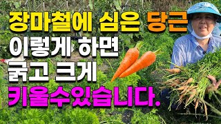 당근 굵고 크게 키우려면 지금 이것을 꼭 해줘야 합니다. 당근농사 당근재배 당근심는법