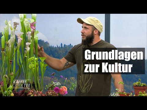 #83 How to easily care for carnivorous plants, visiting SWR with coffee or tea