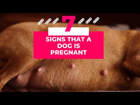Is Your Dog Expecting? 7 Clear Signs of Dog Pregnancy 2023