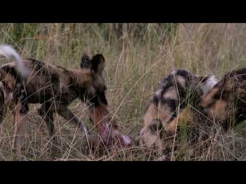 Wild dogs seen on safari at Sabi Sabi