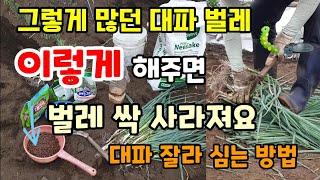 그렇게 많던 대파벌레 농약 없이 이렇게 해주면 벌렉 싹사라집니다 대파잘라옮겨심는 방법