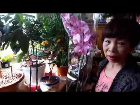 ĐẾN THĂM HỌA SĨ VŨ THỊ HẢI LÝ, NGƯỜI ĐÀN BÀ ĐẦY NGHỊ LỰC