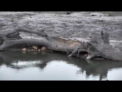Djuma: Impalas with babies while Hosana leopard watches them - 18:10 - 11/22/18