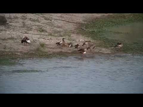 Djuma: Egyptian Geese, Blacksmith Lapwings and Water Thick-knees - 18:50 - 02/16/2022
