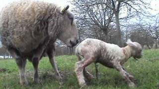 preview picture of video 'naissance agneaux en bretagne'
