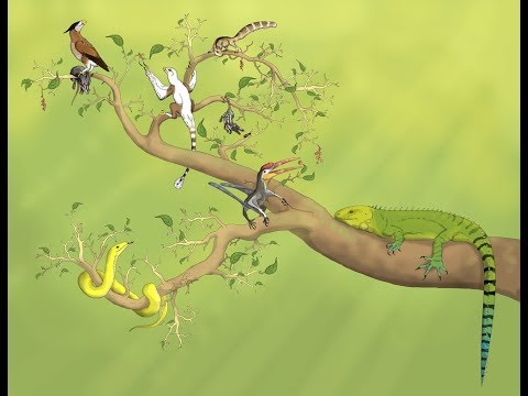 Speculative Evolution: Eocene Europe Part 1