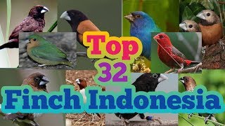 Download lagu Berbagai jenis finch (emprit) lokal Indonesia dan wilayah penyebaran habitatnya mp3 Download lagu Berbagai jenis finch (emprit) lokal Indonesia dan wilayah penyebaran habitatnya mp3