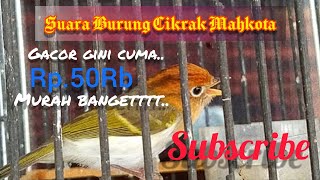 Download lagu Burung Cikrak Mahkota yg Imut dan Bersuara Merduuu.. mp3