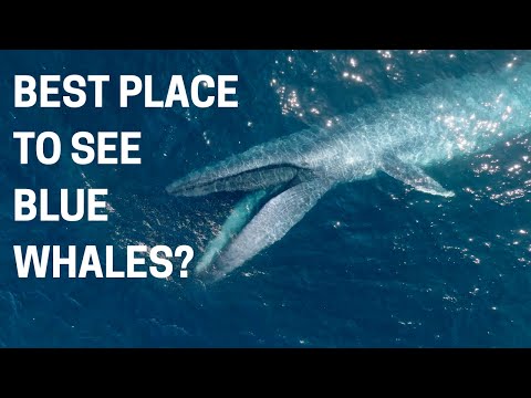 Blue Whale Encounters: Where's the Best Place to See Them?