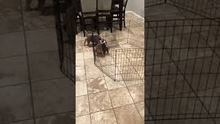 Video preview image #1 English Bulldog Puppy For Sale in PALMDALE, CA, USA