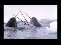 Why are there no narwhals in captivity? 