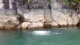 preview picture of video 'Norris Lake Family Vacation - Jump Rock'