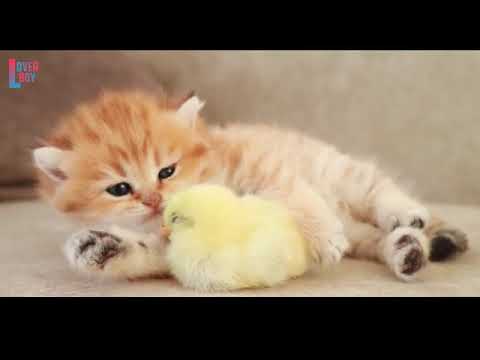 _3d_Cat_and_Hen_Baby_Whatsaap_Status_Video_By_Prashant