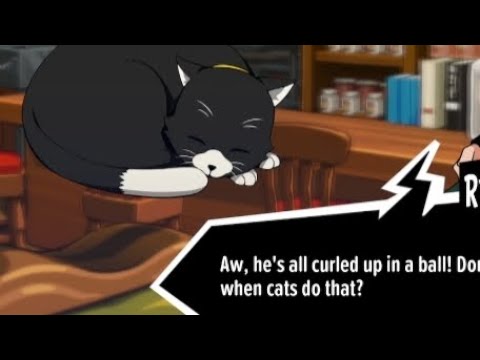 Morgana forgot he's meant to be a cat (again)