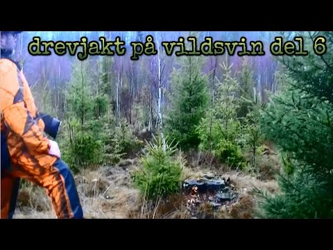 drevjakt på vildsvin del 6