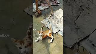 My Cat Tinku is playing Football Like Messi #bilay #cat  #tinkucat