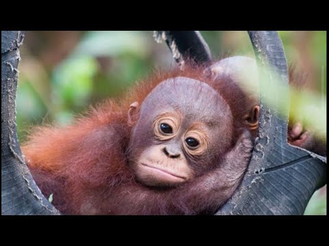 Nik Nocturnal Hobbies