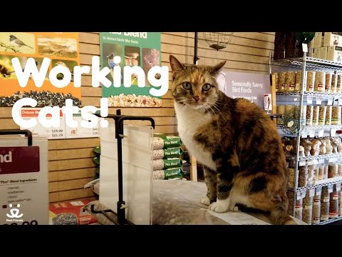 Working Cats | Can these cats keep a wild bird store rodent free?