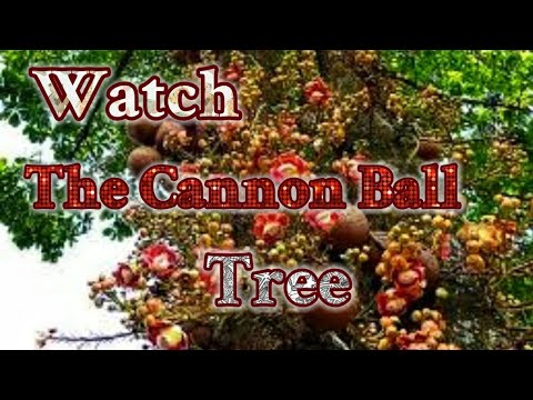 download lagu mp3 mp4 Cannonball Tree, download lagu Cannonball Tree gratis, unduh video klip Cannonball Tree