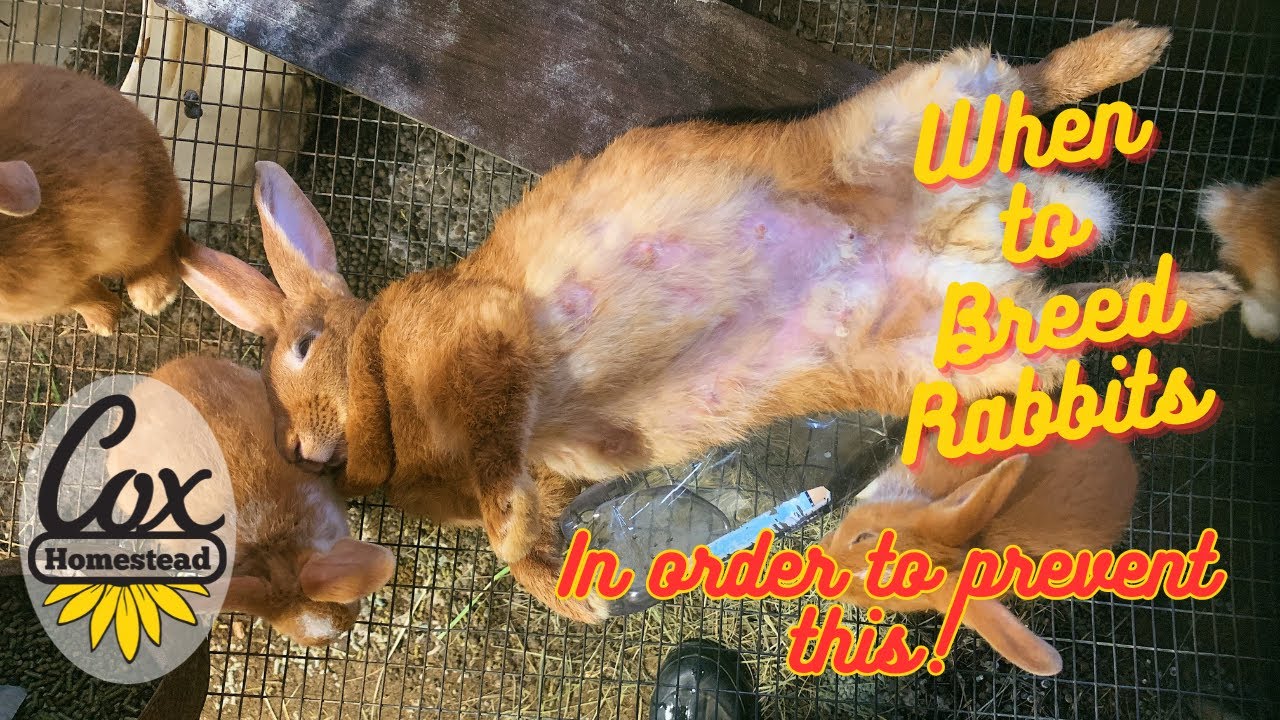 When to Breed your rabbits and how to have the best success rates. | Cox Homestead in East Tennessee
