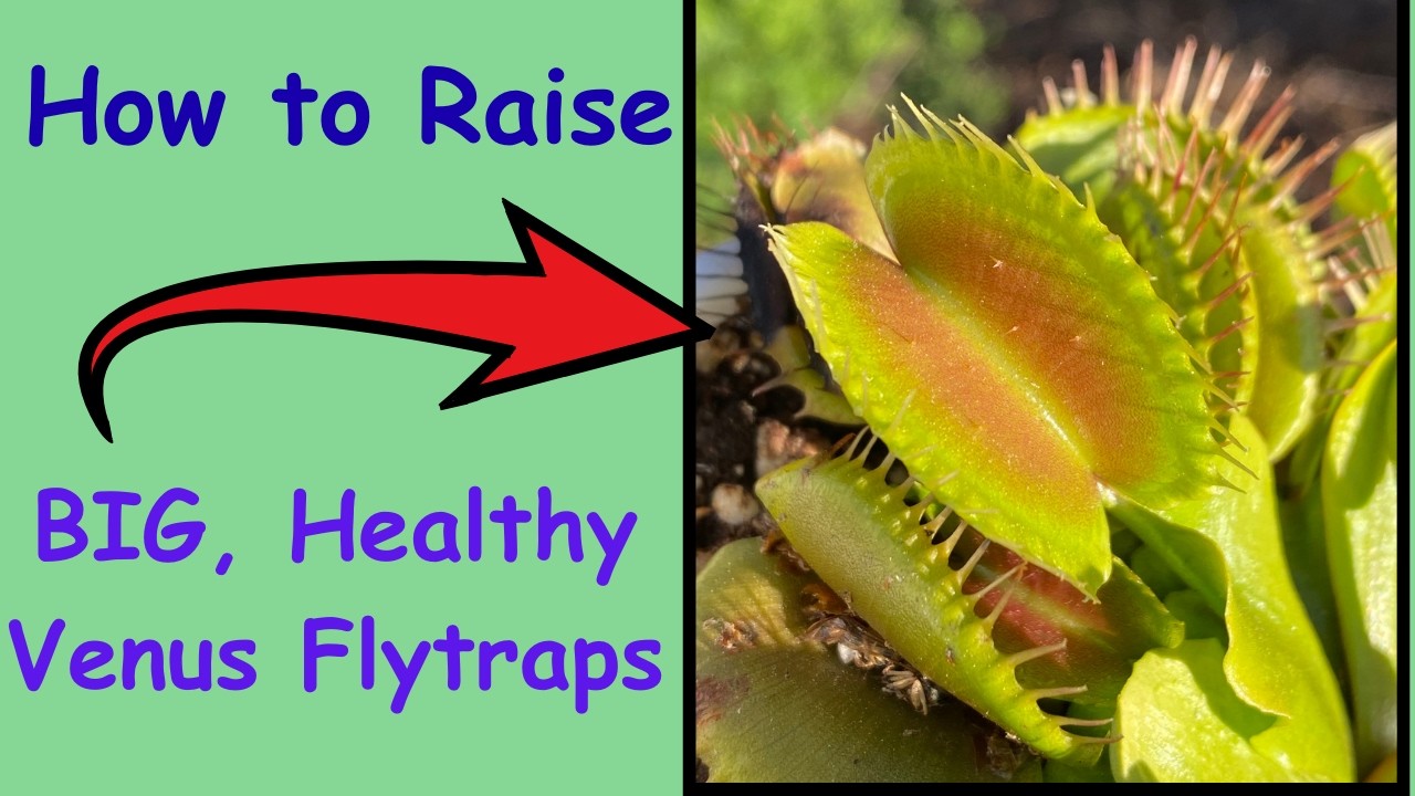 How to Grow BIG, Healthy Venus Flytraps like the Pros!