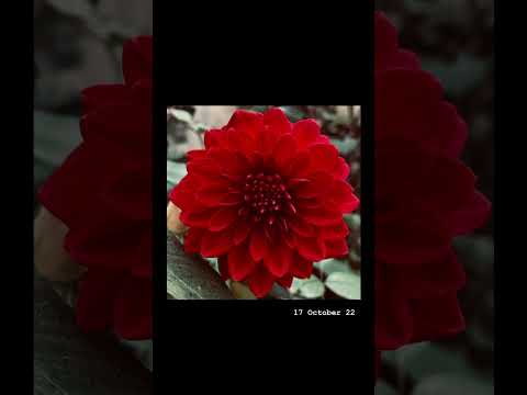 Elysian Melodies | Rubab