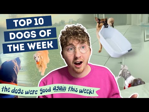 Top 10 Dogs of the Week!