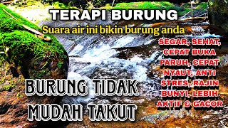 Download lagu SEMUA JENIS BURUNG CEPAT BUKA PARUH, Terapi Air Mengalir, Suara Hutan Alam Bebas Bikin Gacor mp3