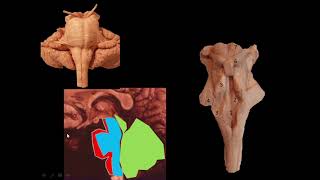 Configuración interna del tronco encefálico - Pares craneanos - Anatomía