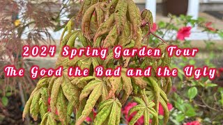 2024 Spring Garden Tour of Japanese Maples, Conifers and more… The Good the Bad and the Ugly. 🍁💐🌺