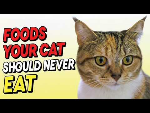 15 Foods Your Cat Should Never Eat | Protect Your Feline Friend!🐱