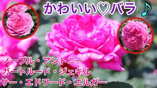 Download lagu ノーブル・アントニー、ガートルード・ジェキル、サー・エドワード・エルガー、可愛いバラ3種がでてきます。 mp3