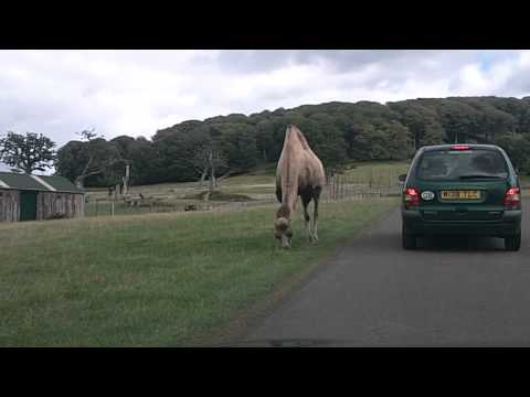 Dromedary Camel at Longleat