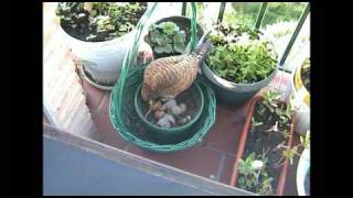 Vidéo de Francisco (5/5)