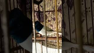 Download lagu suara SERIWANG gacor mp3 Download lagu suara SERIWANG gacor mp3