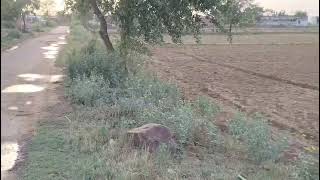  Agricultural Land for Sale in Tijara, Alwar