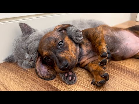 YouTube 썸네일