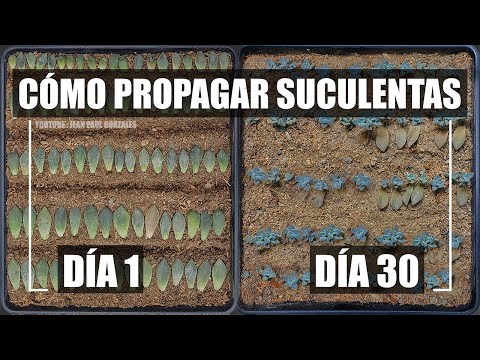 , title : 'Como reproducir suculentas fácil y rápido / How to Propagate Succulents Easy n Fast CC English'